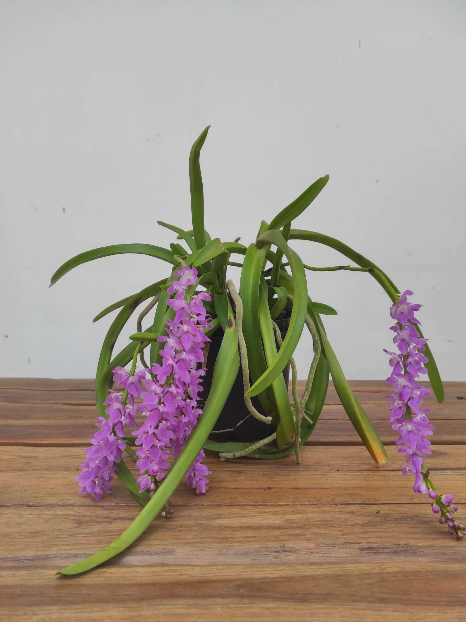 Aerides Rosea - Image 3
