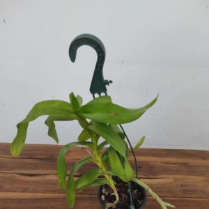 Aerides Odorata
