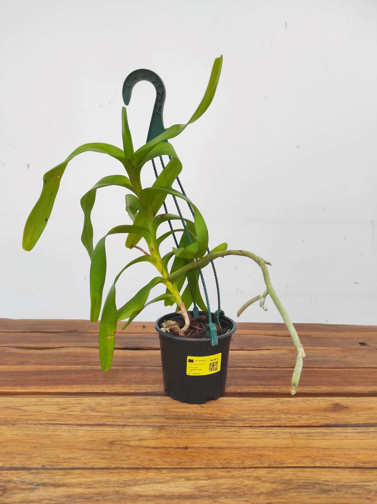 Aerides Odorata - Image 2