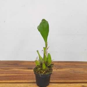 Gongora Sphaerica - Sem flor