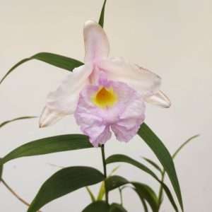 Sobralia Mirabilis - Sem flor