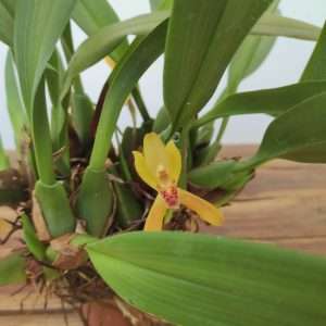 Maxillaria V.9