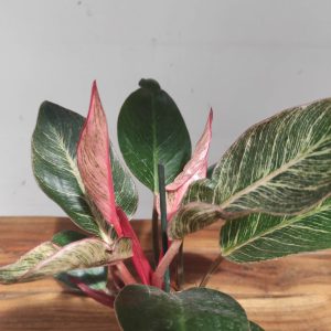Philodendron Pink Birkini