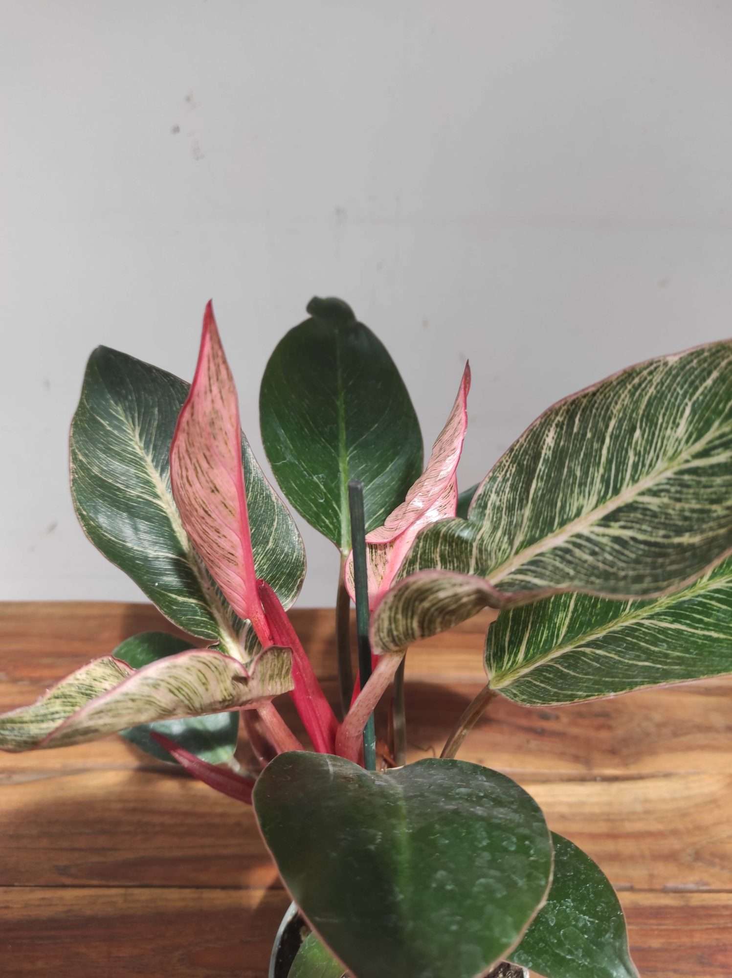 Philodendron Pink Birkini