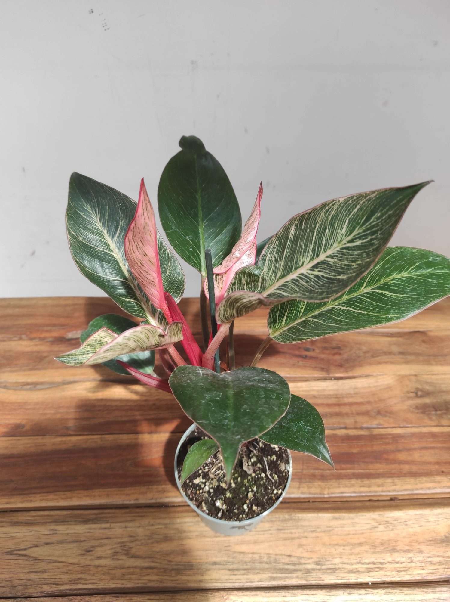 Philodendron Pink Birkini - Image 2