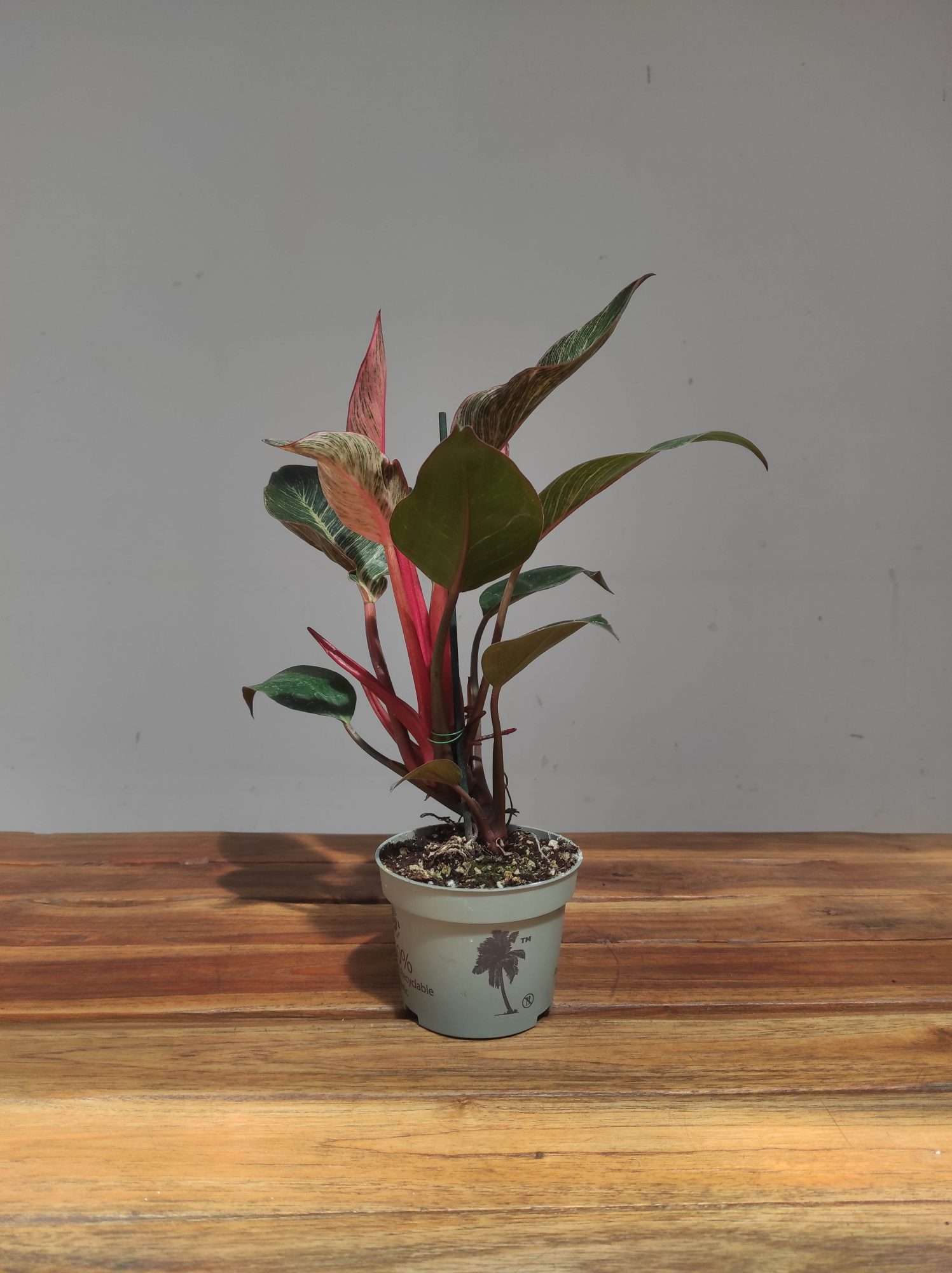 Philodendron Pink Birkini - Image 3