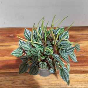 Peperomia 'Napoli Nights'