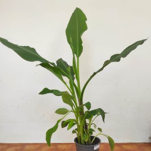Musella Lasiocarpa V.24