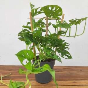 Monstera Monkey Mask V.19