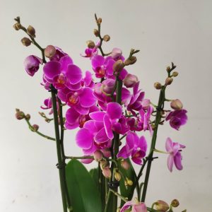 Phalaenopsis V.17