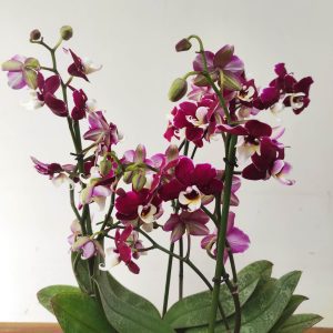 Phalaenopsis V.17