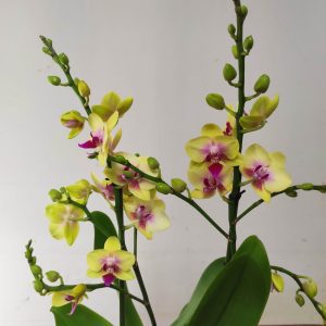 Phalaenopsis V.17