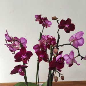 Phalaenopsis V.17