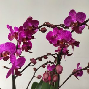 Phalaenopsis V.17