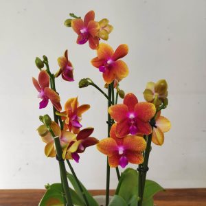 Phalaenopsis V.17