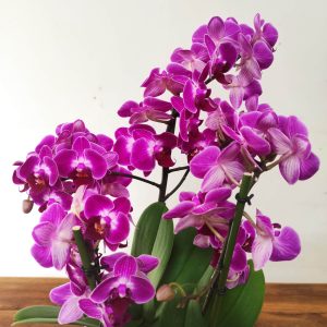 Phalaenopsis V.17