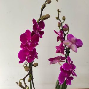 Phalaenopsis V.17