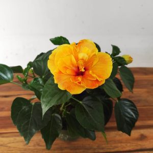 Hibiscus Rosa-Sinensis 'Double Orange'