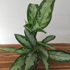 Aglaonema Kb 'Jubilee'