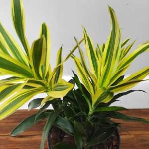 Dracaena Song of Sri Lanka