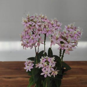 Epidendrum V.12