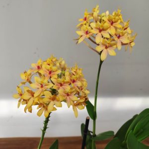 Epidendrum V.12