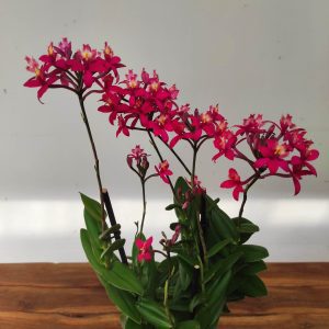 Epidendrum V.12