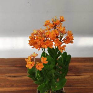 Epidendrum V.12