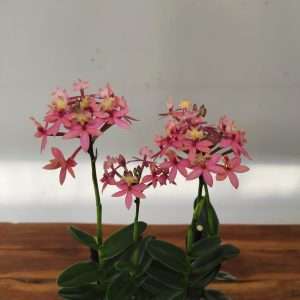 Epidendrum V.12