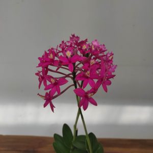 Epidendrum V.12