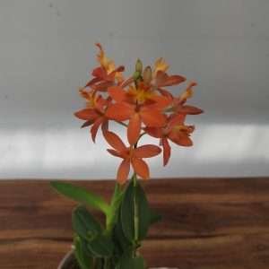 Epidendrum V.12