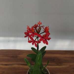 Epidendrum V.12
