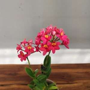 Epidendrum V.12