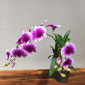 Dendrobium Sa-Nook  V.12