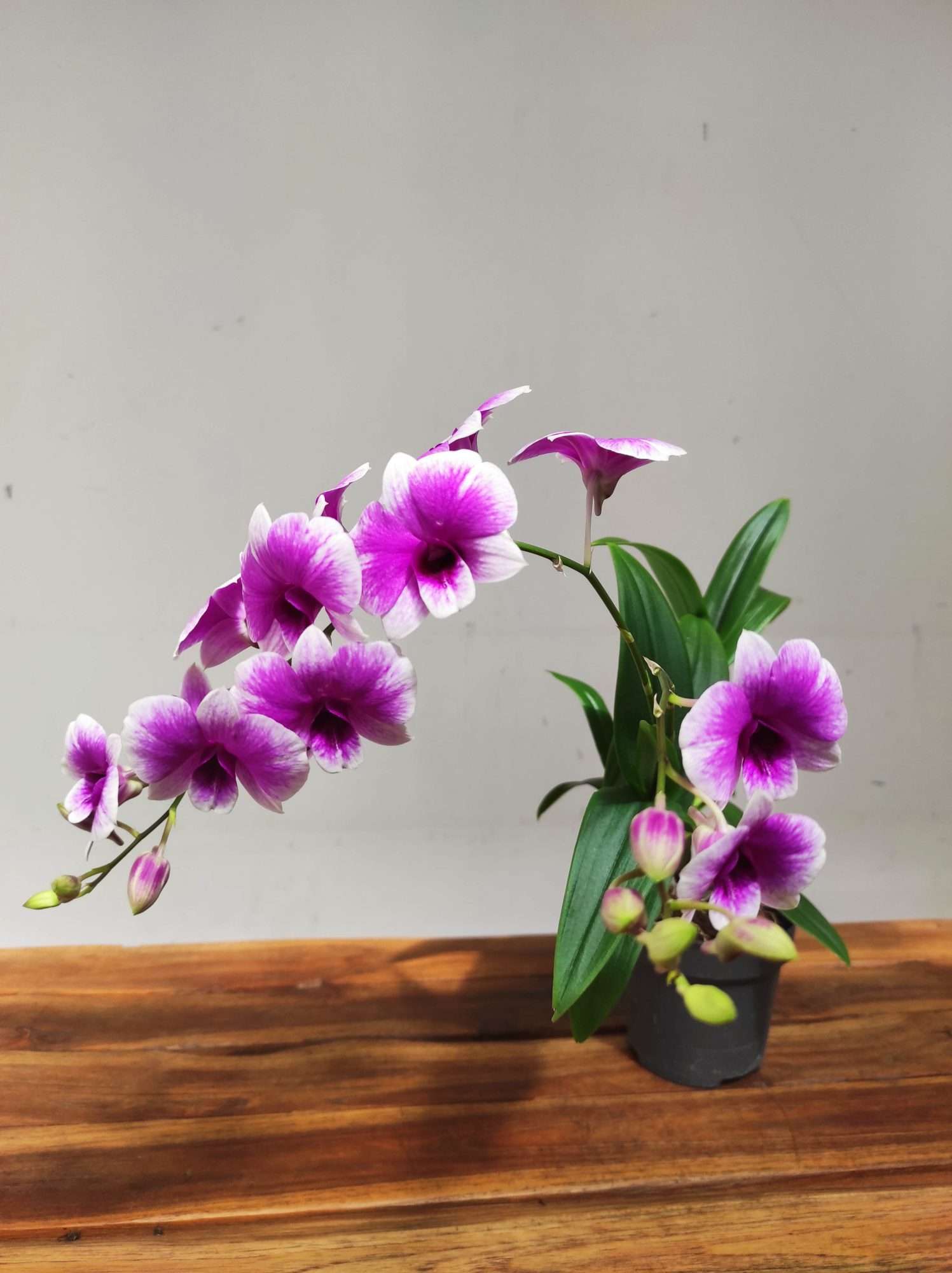 Dendrobium Sa-Nook V.12