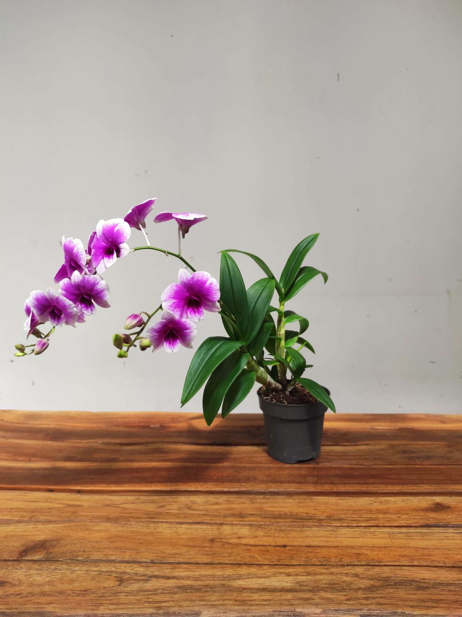 Dendrobium Sa-Nook V.12 - Image 2