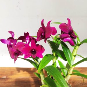Dendrobium Sa-Nook  V.12