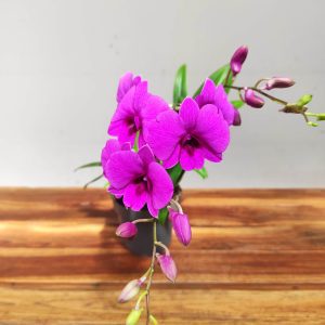 Dendrobium Sa-Nook  V.12