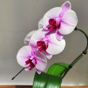 Phalaenopsis 'Swan' 1 Haste - V.7