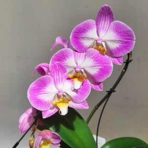 Phalaenopsis 'Swan' 1 Haste - V.7