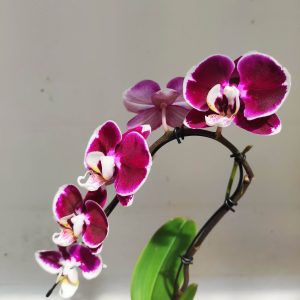 Phalaenopsis 'Swan' 1 Haste - V.7