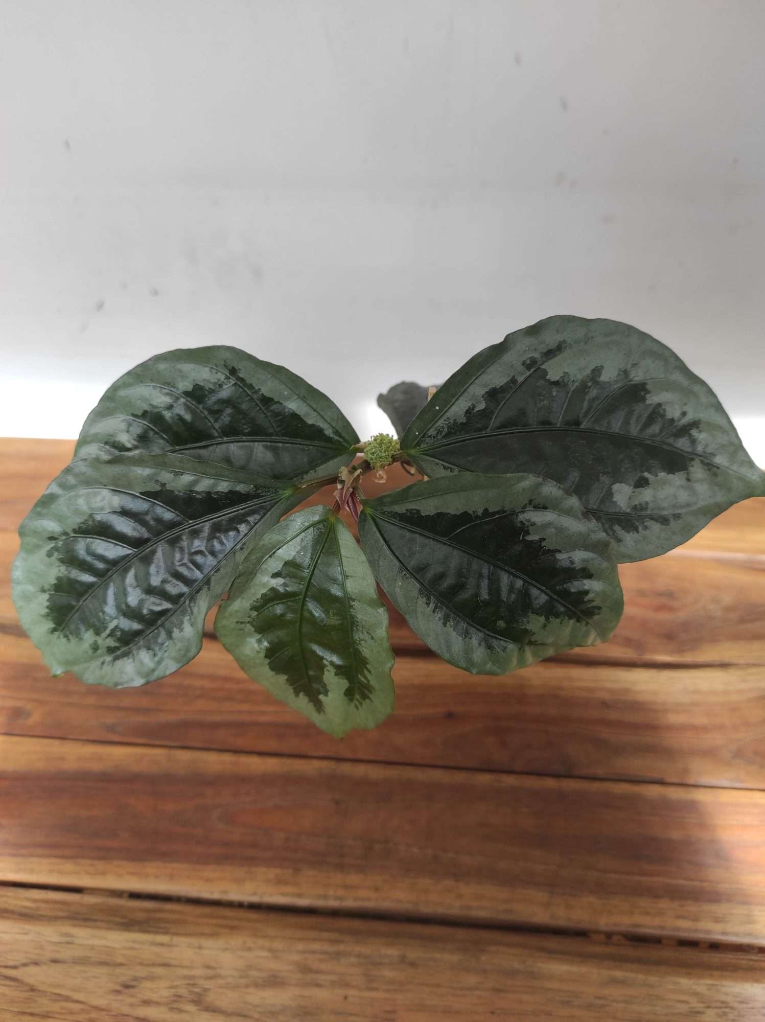 Elatostema Vittatum V.8 - Image 2