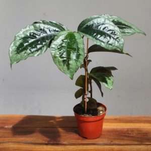 Elatostema Vittatum V.8