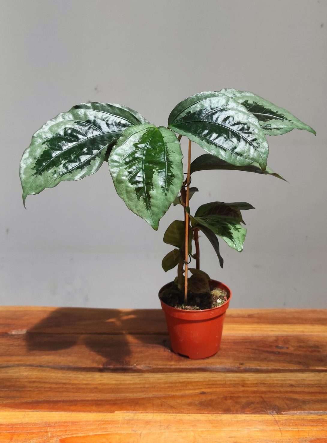 Elatostema Vittatum V.8