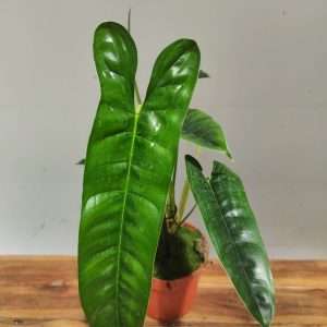 Philodendron Felix V.14