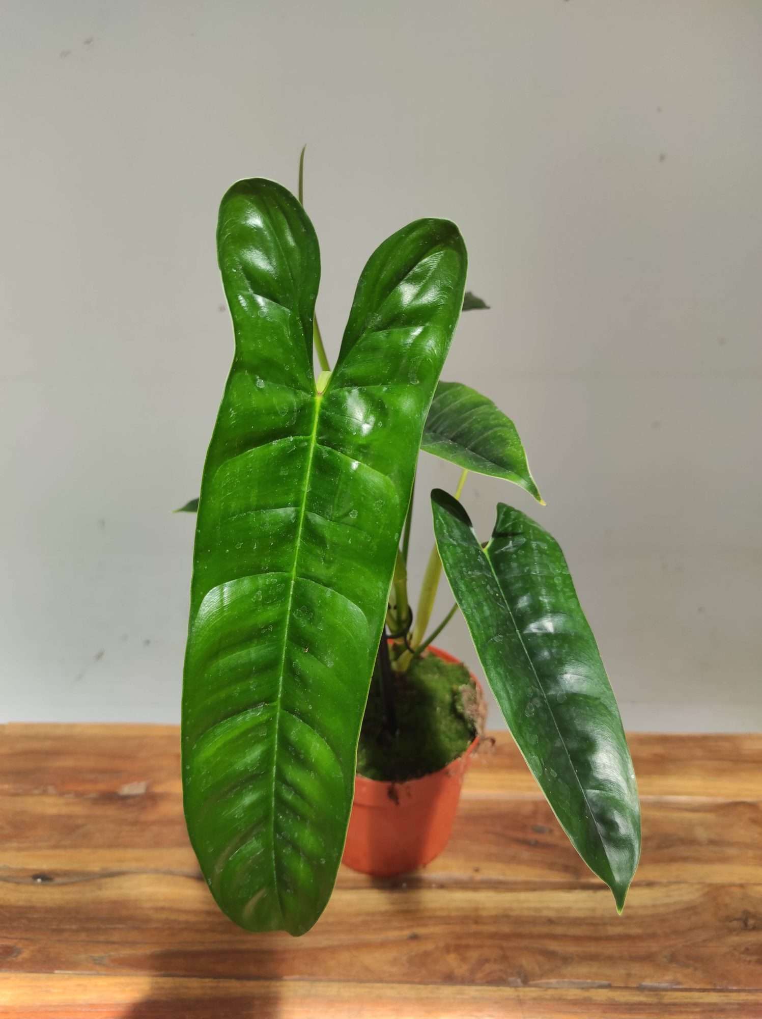 Philodendron Felix V.14