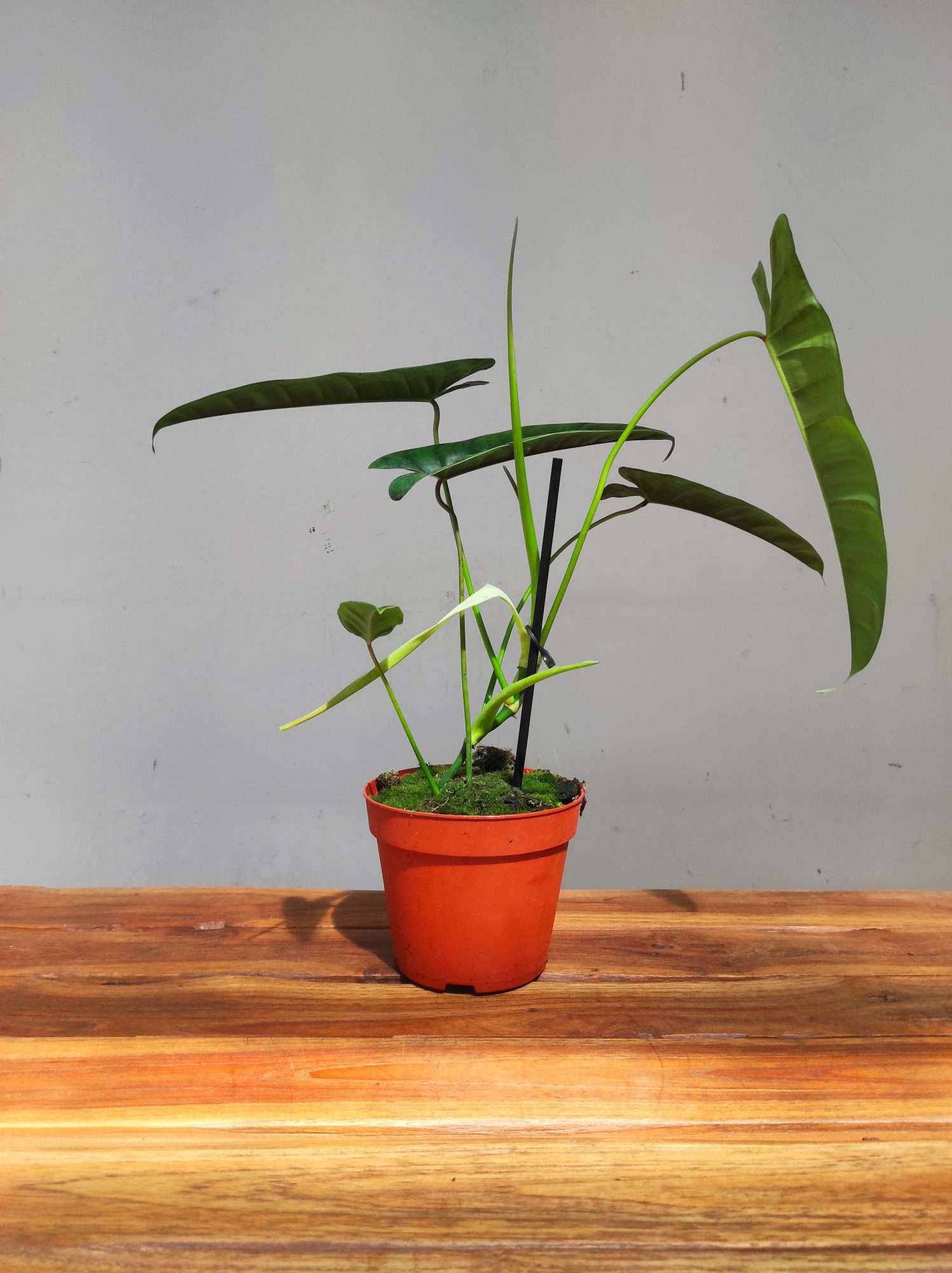 Philodendron Felix V.14 - Image 2