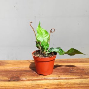 Tectaria Hilocarpa V.8
