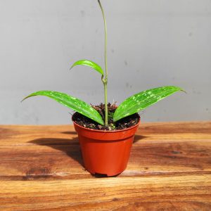 Hoya sp. Loei V.8