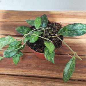 Hoya Crassipetiolata 'Splash'